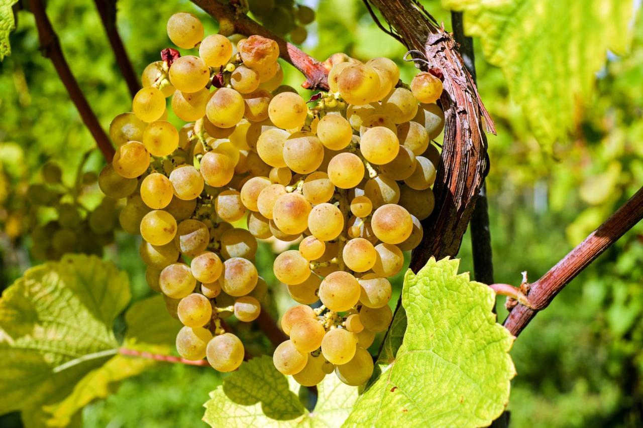 Fewo Zur Goldenen Traube Lägenhet Rüdesheim am Rhein Exteriör bild